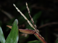 Axonopus compressus, photograph (c) chiuluan, some rights reserved (CC BY)