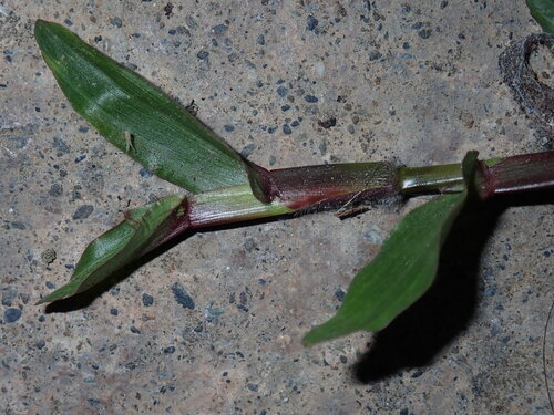 Axonopus compressus, photograph 6