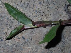 Axonopus compressus, photograph (c) chiuluan, some rights reserved (CC BY)