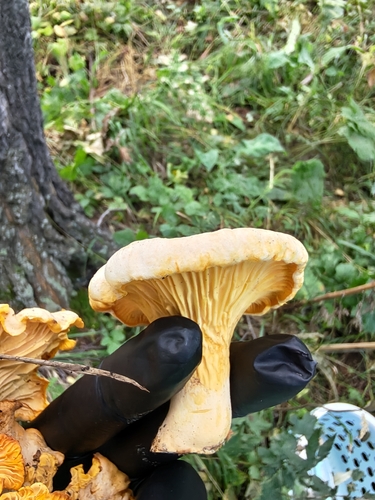 Golden Chanterelle