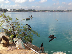 Corvus splendens