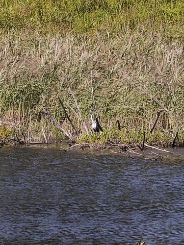 Grey Heron