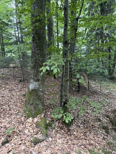 European beech
