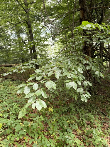 European beech