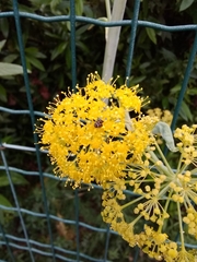 Ferula glauca