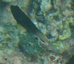 Stegastes partitus