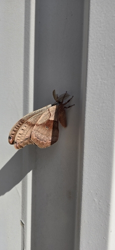 Polyphemus Moth