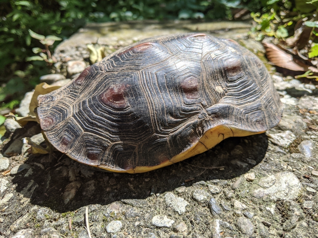 Chinese Box Turtle in May 2020 by Cheng Te Hsu · iNaturalist