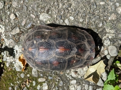 Cuora flavomarginata