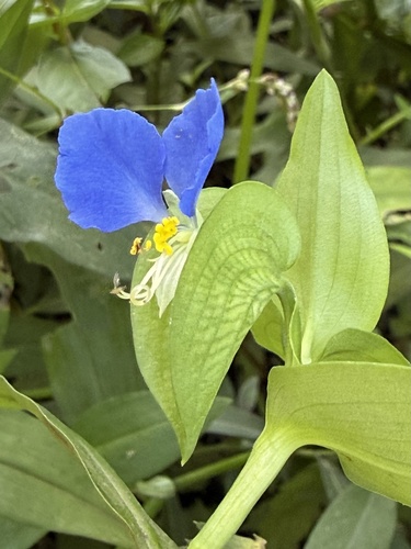 Asiatic dayflower