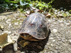 Cuora flavomarginata