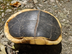 Cuora flavomarginata