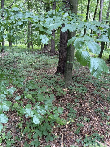 European beech