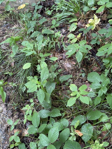 small balsam