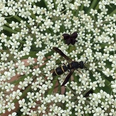 Parancistrocerus histrio