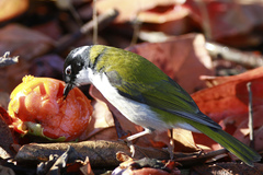 Melithreptus chloropsis