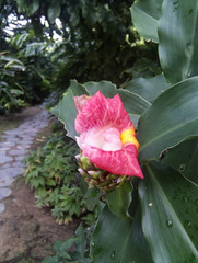 Costus lucanusianus