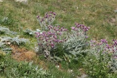 Carduus carlinoides, photograph (c) Antoine Thivolle, some rights reserved (CC BY)