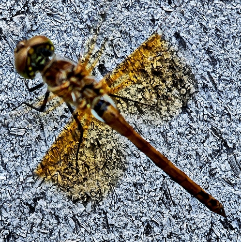 iNaturalist observation photo of Meadowhawks