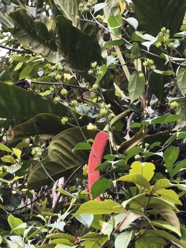 Anthurium upalaense, photograph 2