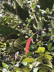 Anthurium upalaense, photograph (c) Martin Jung, some rights reserved (CC BY)