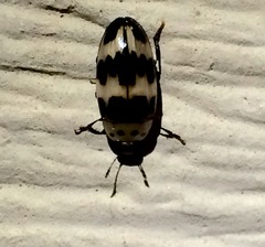 Ischyrus quadripunctatus