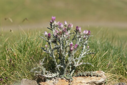 Carduus carlinoides
