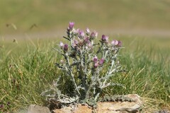 Carduus carlinoides