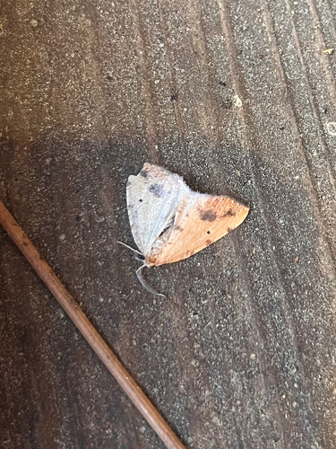 iNaturalist observation photo of Drepanulatrix