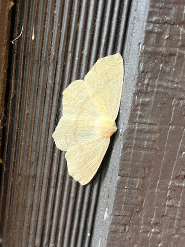 iNaturalist observation photo of Omnivorous Looper