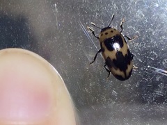 Ischyrus quadripunctatus