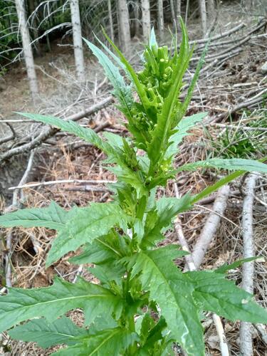 American burnweed