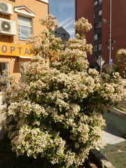 Photinia serrulata