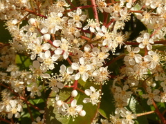 Photinia serrulata