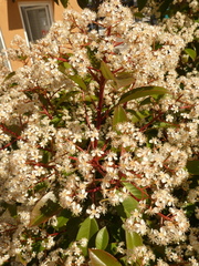 Photinia serrulata