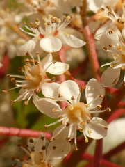 Photinia serrulata