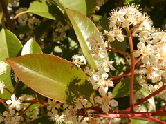 Photinia serrulata