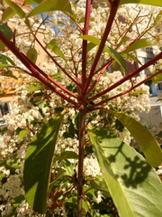 Photinia serrulata