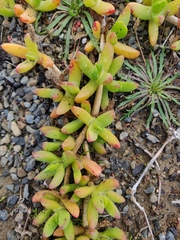 Disphyma australe australe