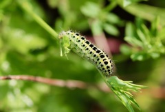 Zygaena filipendulae