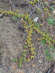 Disphyma australe australe