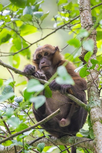 Assam Macaque