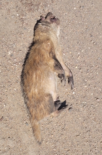 American Badger