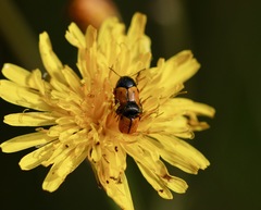 Cryptocephalus rugicollis