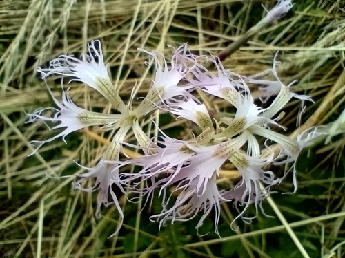 Fringed Pink