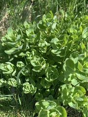 Hylotelephium telephium