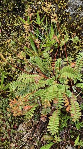 Argentina leuconota observed 2026-08-18