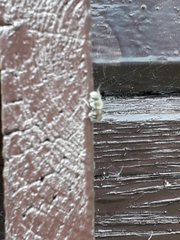 Apoidea