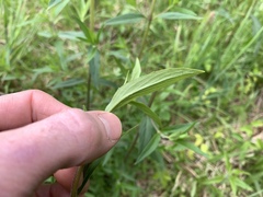 Pycnanthemum verticillatum