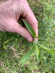 Pycnanthemum verticillatum
